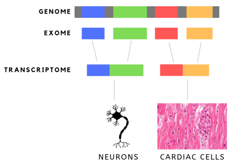 Essential Terminology for Every Reader of Dystrophy Articles