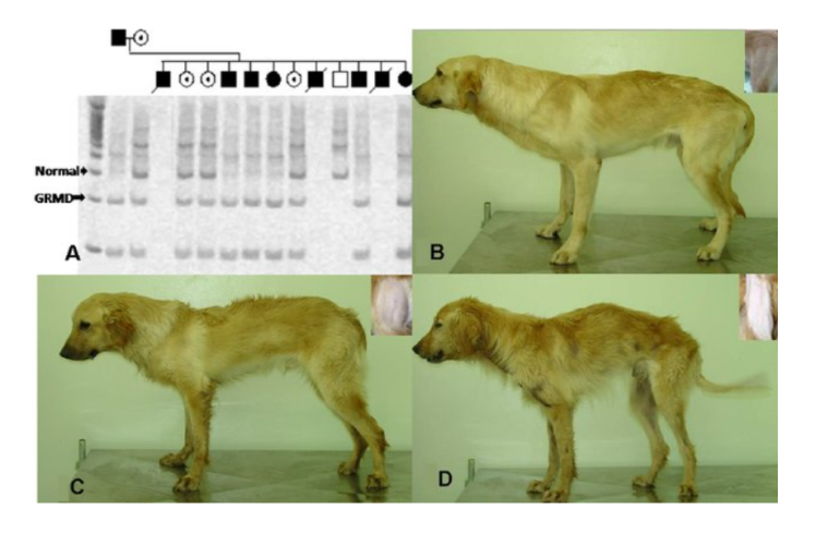 Golden Retriever Muscular Dystrophy (GRMD)