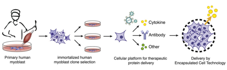 Immortalized Skeletal Muscle Cells: Advancing DMD Research 